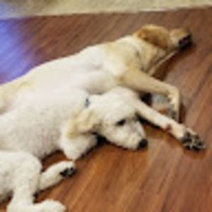 Meet your Posher, Adania